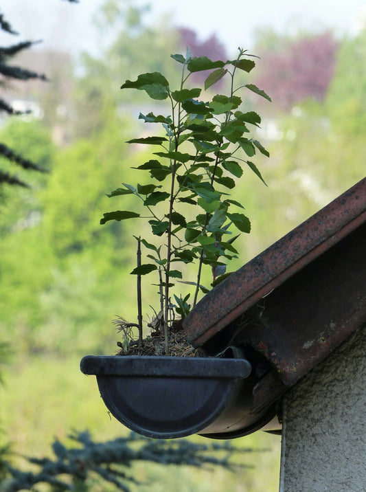 Dachrinne im Herbst: Wichtige Tipps zur Reinigung und Schutz